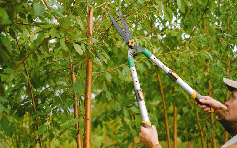 Tree trimming in Marshes Siding, KY