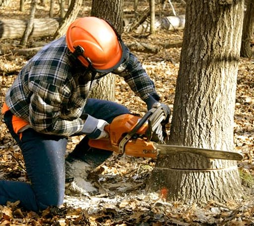 Tree Removal in Marshes Siding, KY
